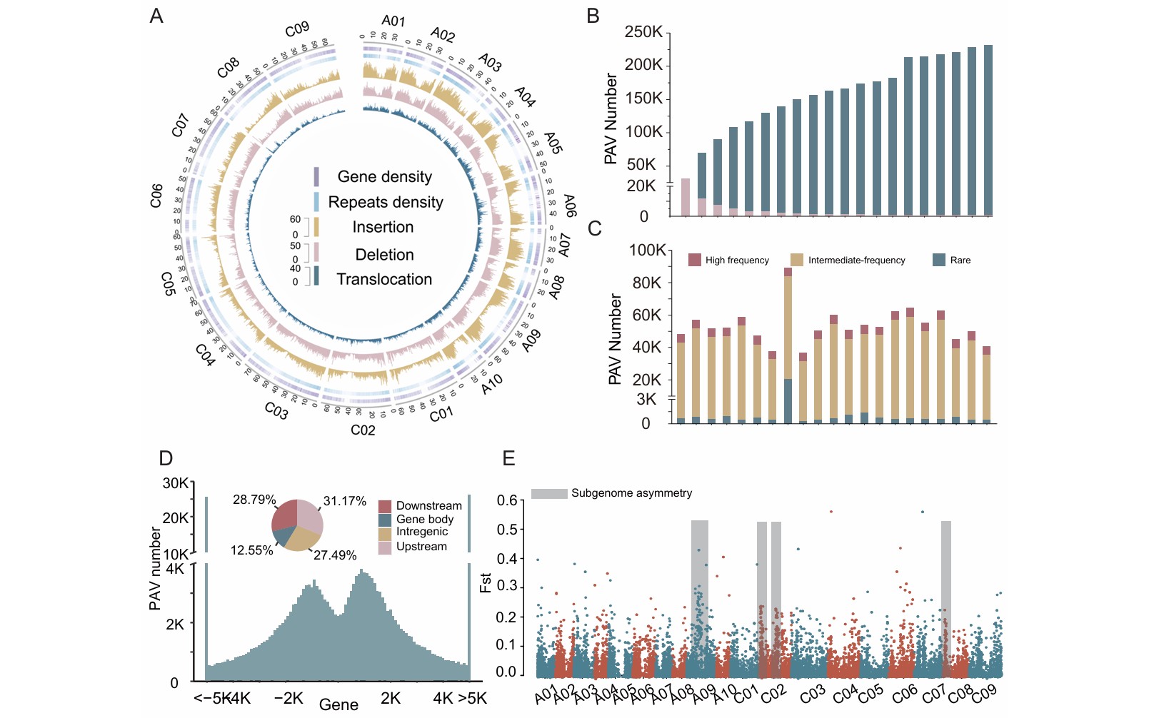Fig.3. Genetic Variations from 22 B. napus Genomes and 505 Resequenced Accessions